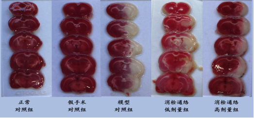 中醫(yī)藥重大專項(xiàng)課題研究圓滿成功